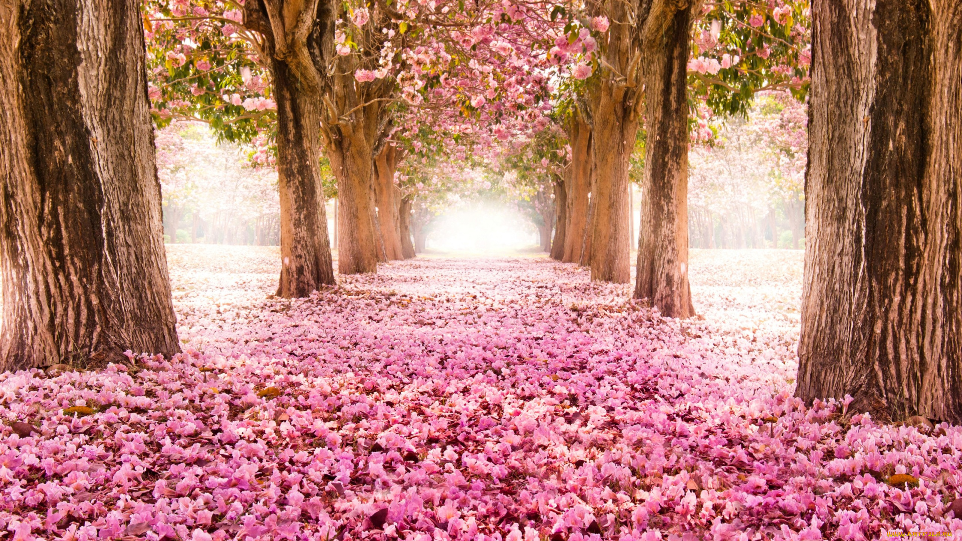 природа, парк, аллея, дорога, сакура, цветение, деревья, цветы, розовые