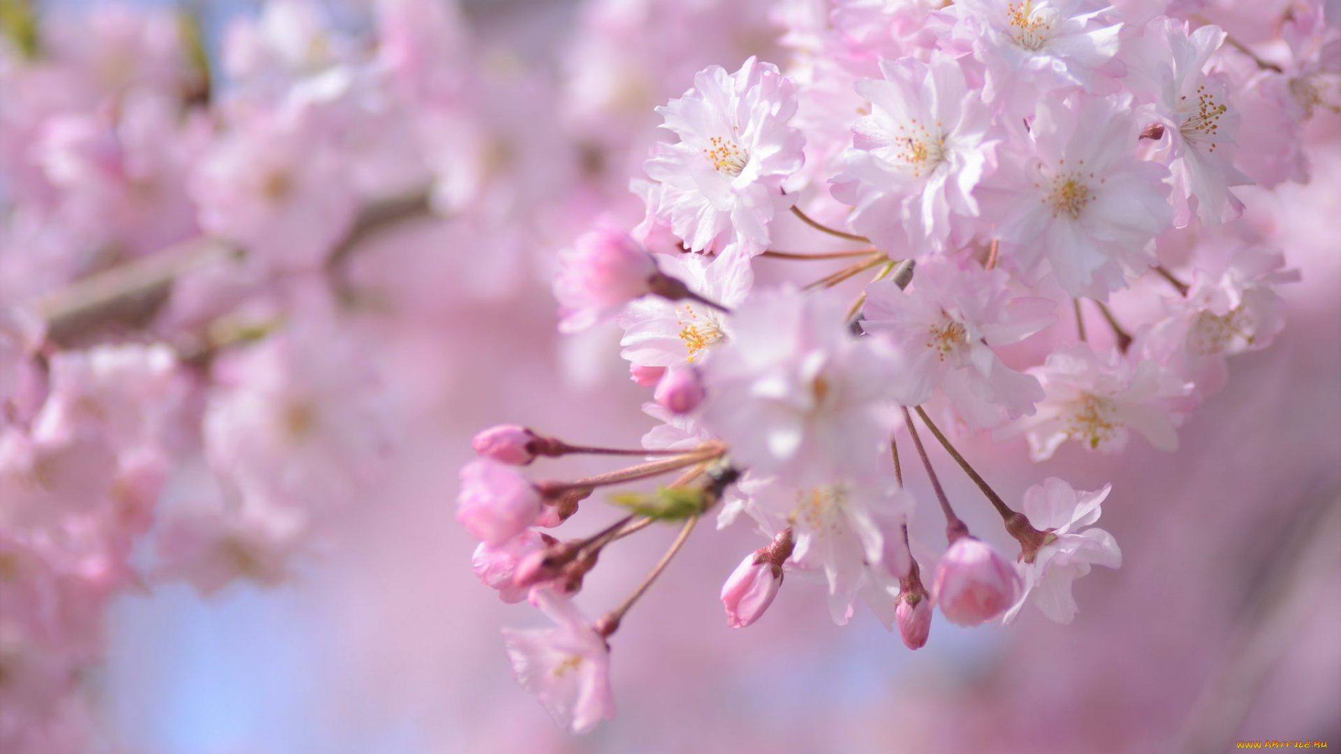 цветы, сакура, , вишня, розовый, ветка, весна