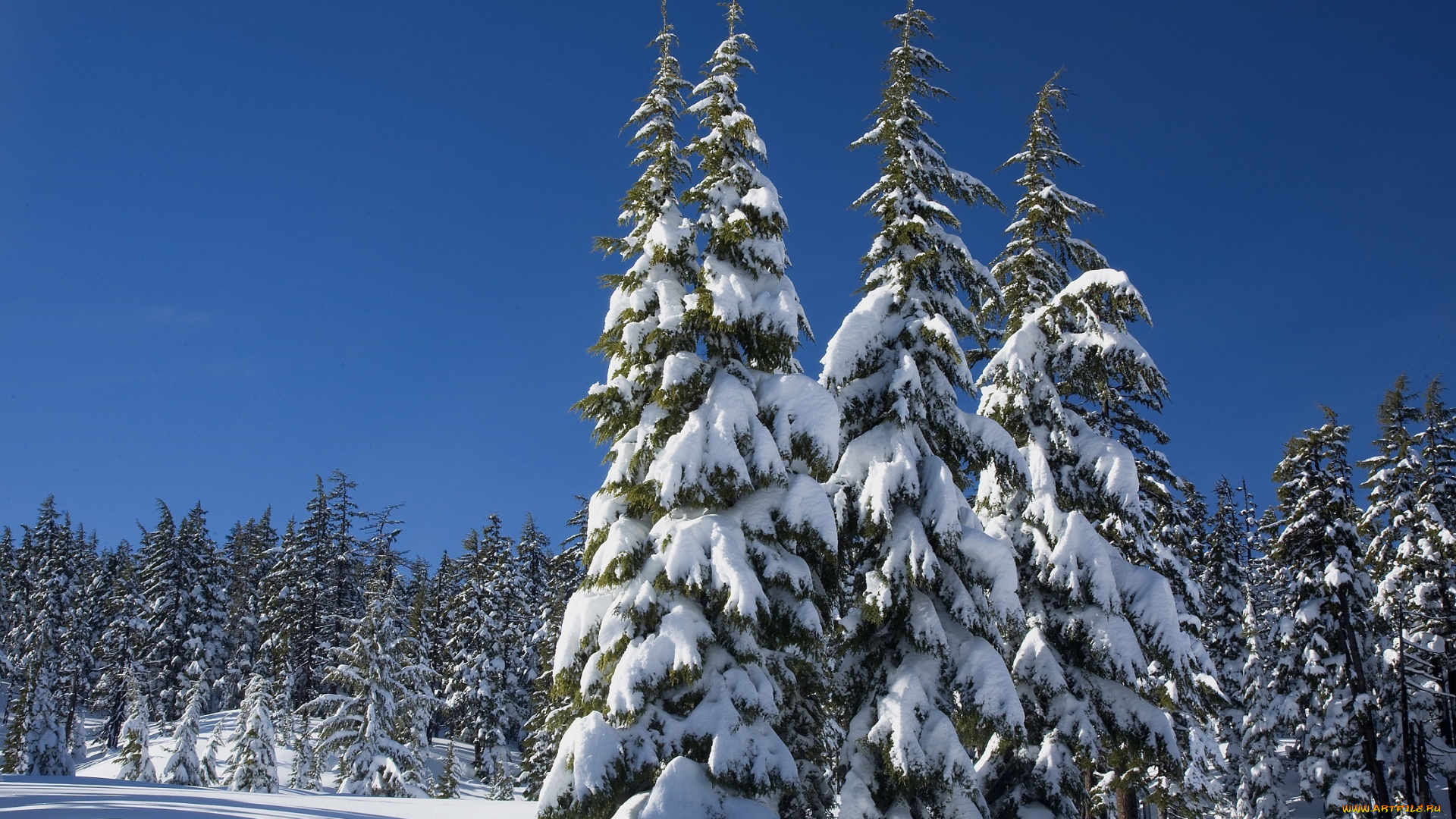 природа, зима, деревья, снег, небо, лес, солнце, сугробы