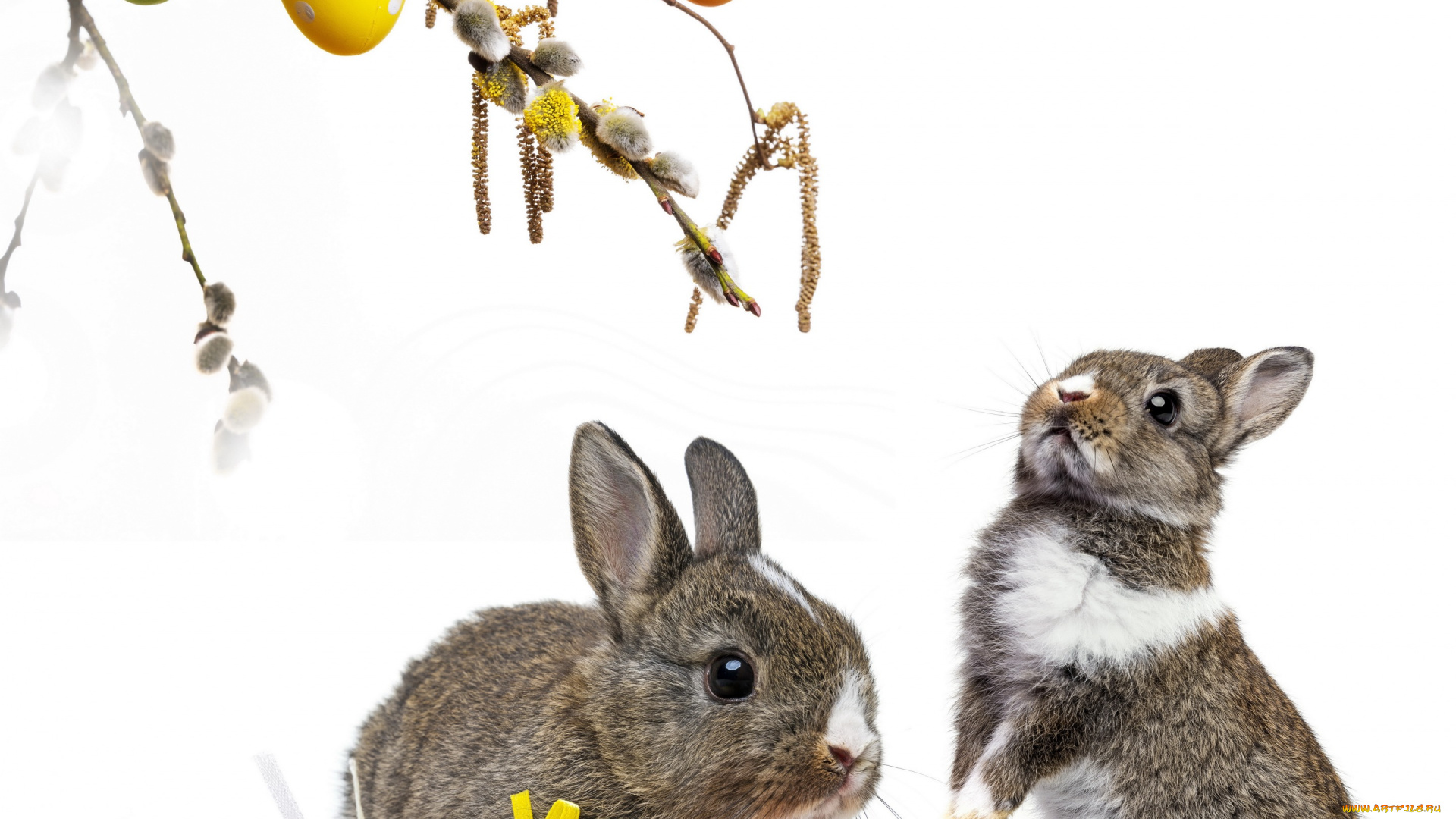 животные, кролики, , зайцы, colorful, пасхальный, willow, twig, easter, корзина, верба, flowers, eggs, decoration, bunny, пасха, цветы, крашеные, яйца, rabbit, весна, spring, ветки