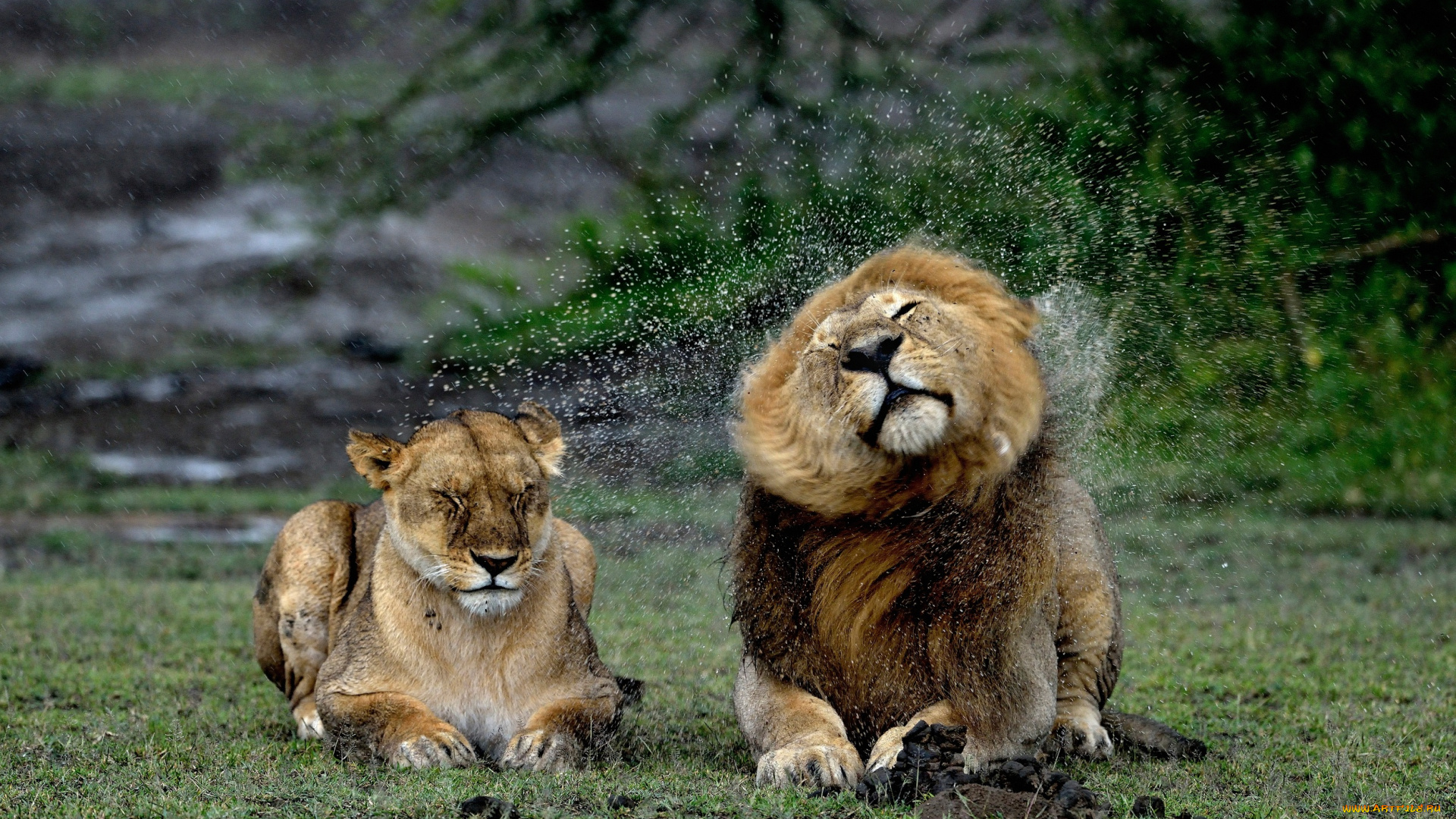 животные, львы, брызги, мокрые, лев, львица, дождь