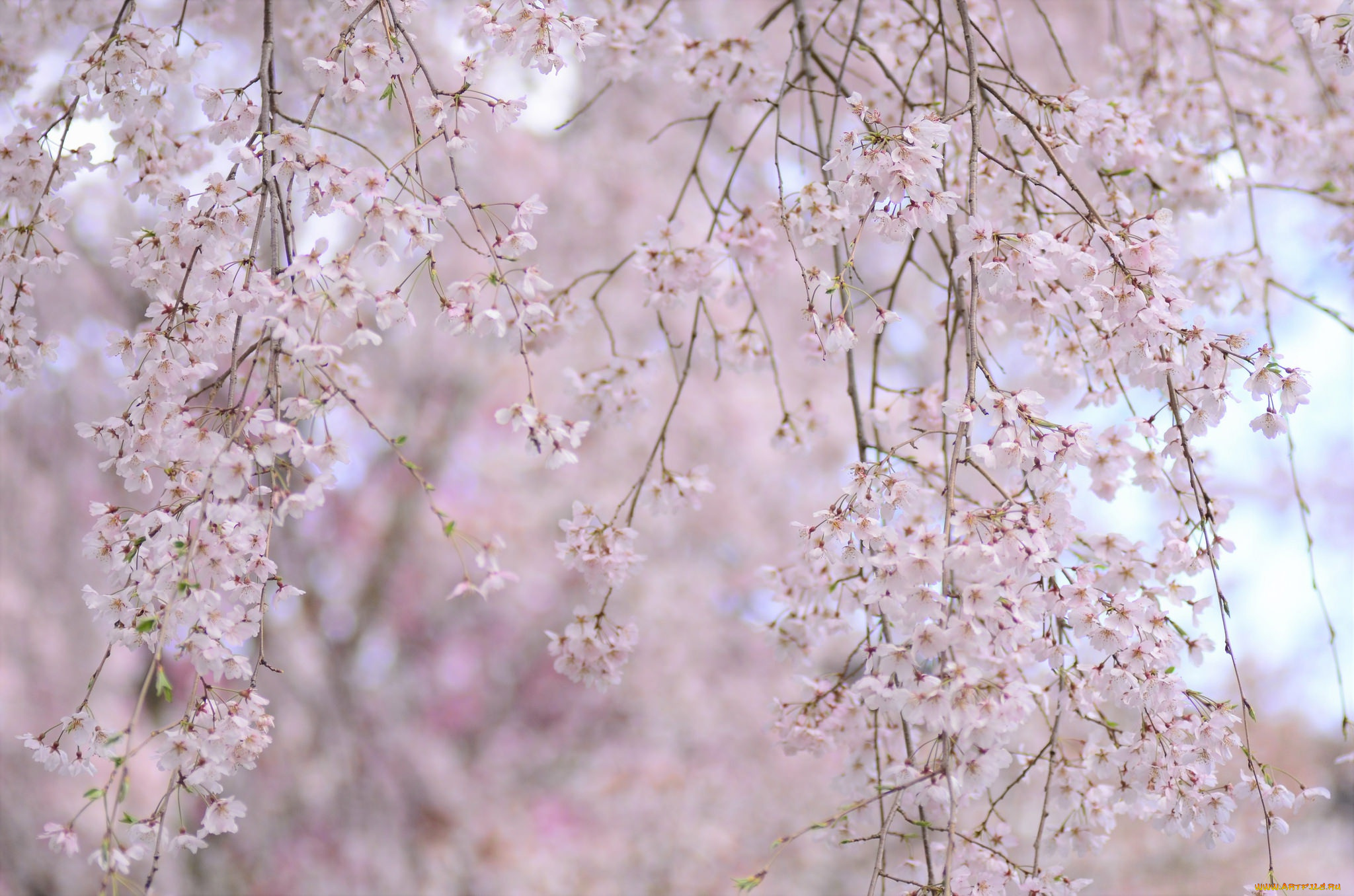 цветы, сакура, , вишня, весна, ветки