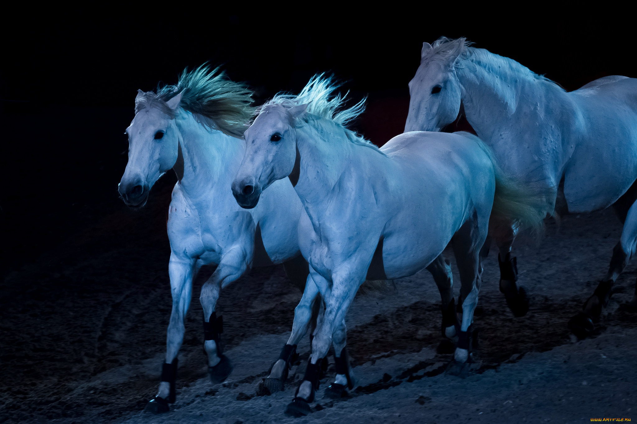животные, лошади, свет, ночь, табун