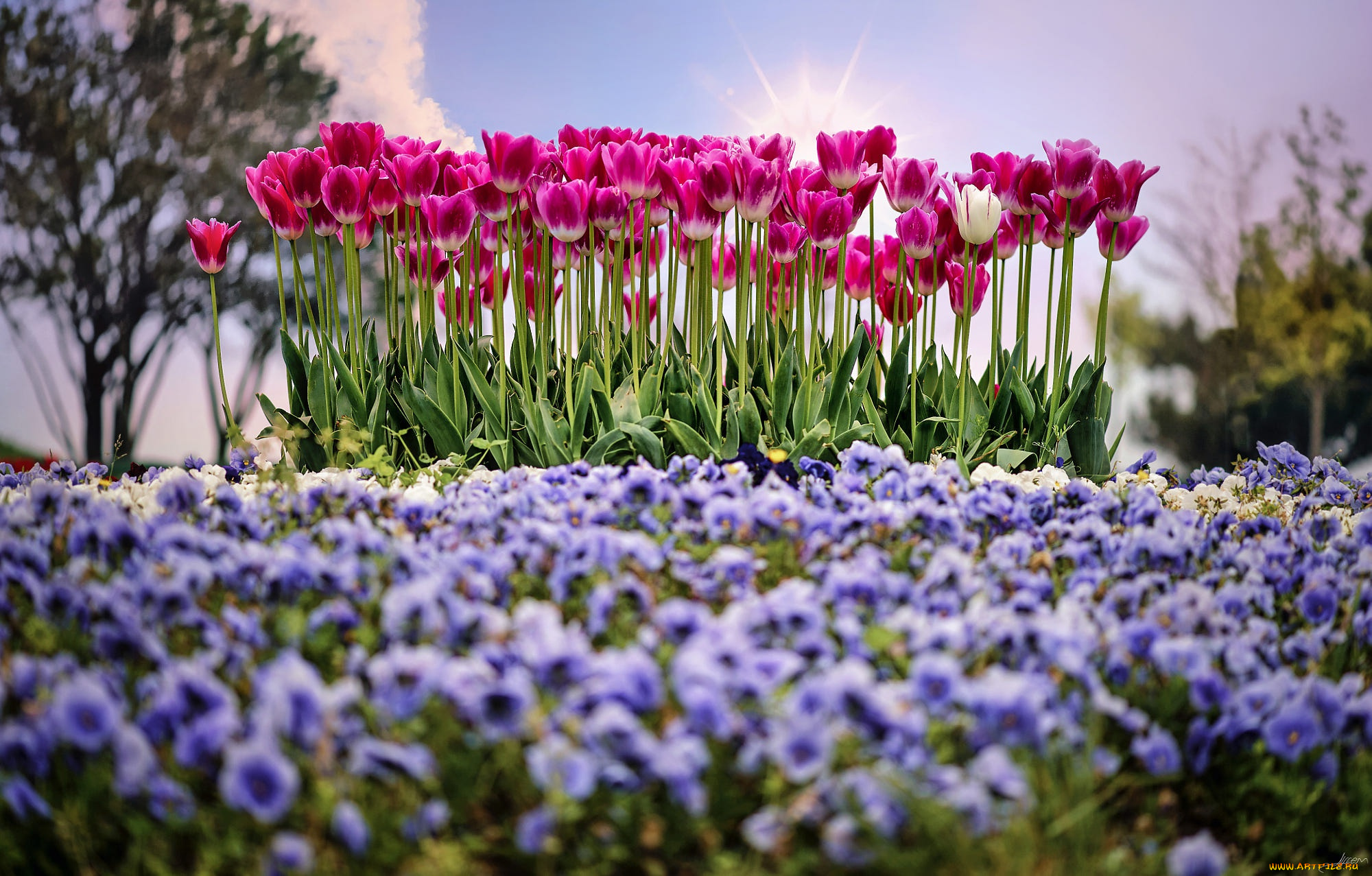 цветы, разные, вместе, солнце, весна, тюльпаны