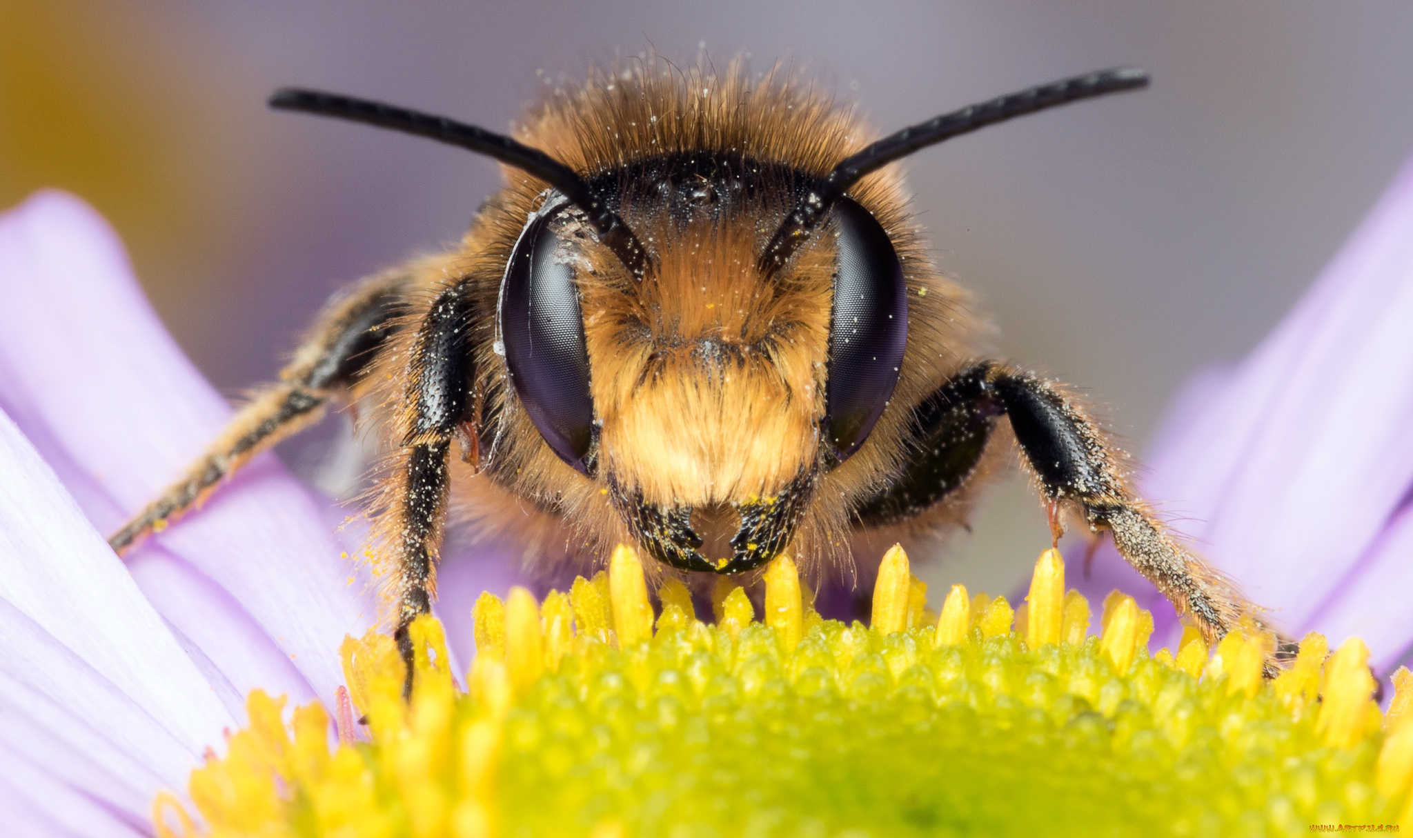 животные, пчелы, , осы, , шмели, мордочка, усики, лепестки, насекомое, ромашка, фон, макро, пыльца, глаза, пчела, цветок