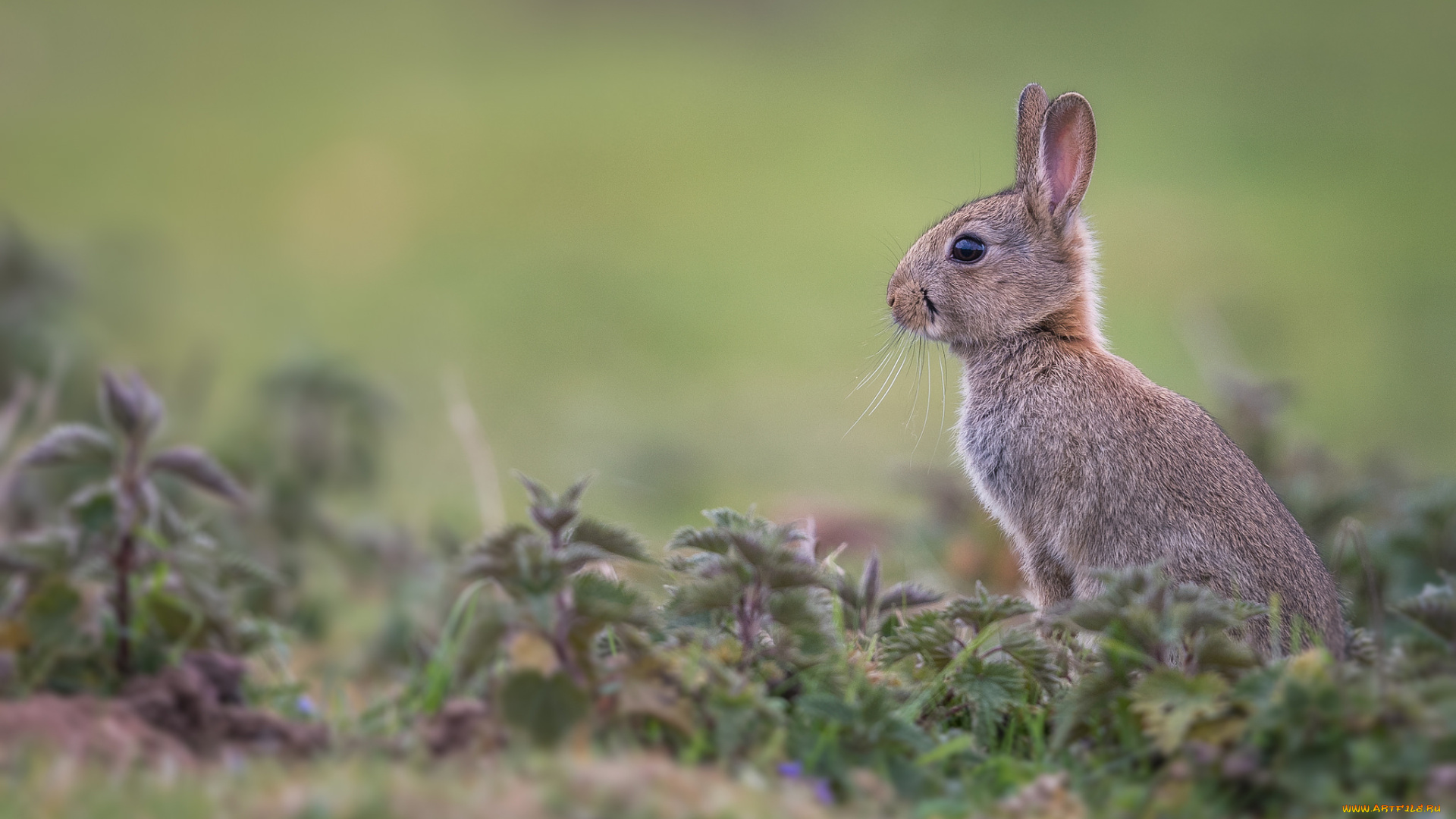 животные, кролики, , зайцы, испуг, цвет, окрас, кролик, природа