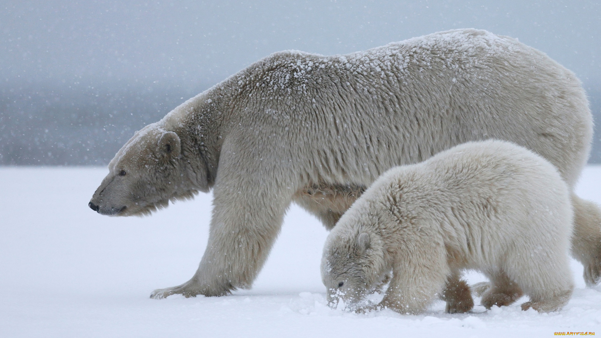 животные, медведи, дитя, снег, медвежонок, рядом, припорошило, вдвоем, полярный, медведь, материнство, арктика, идут, мать, вместе, мишутка, белая, медведица, дикая