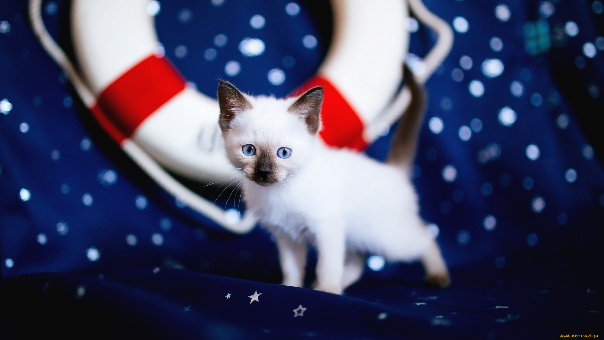 животные, коты, голубоглазый, кошка, фон, голубые, глаза, боке, звездочки, спасательный, круг, мордашка, милашка, ткань, кот