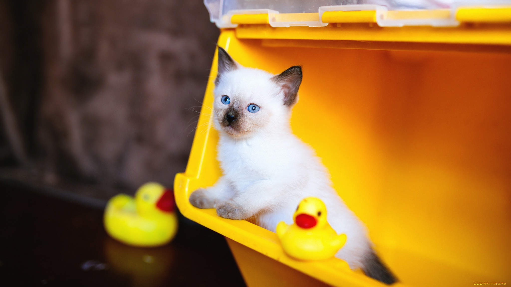 животные, коты, кот, кошка, фон, взгляд, котёнок, голубые, глаза, игрушки, рэгдолл, мордашка, сиамский, утята, контейнер, милашка, желтый