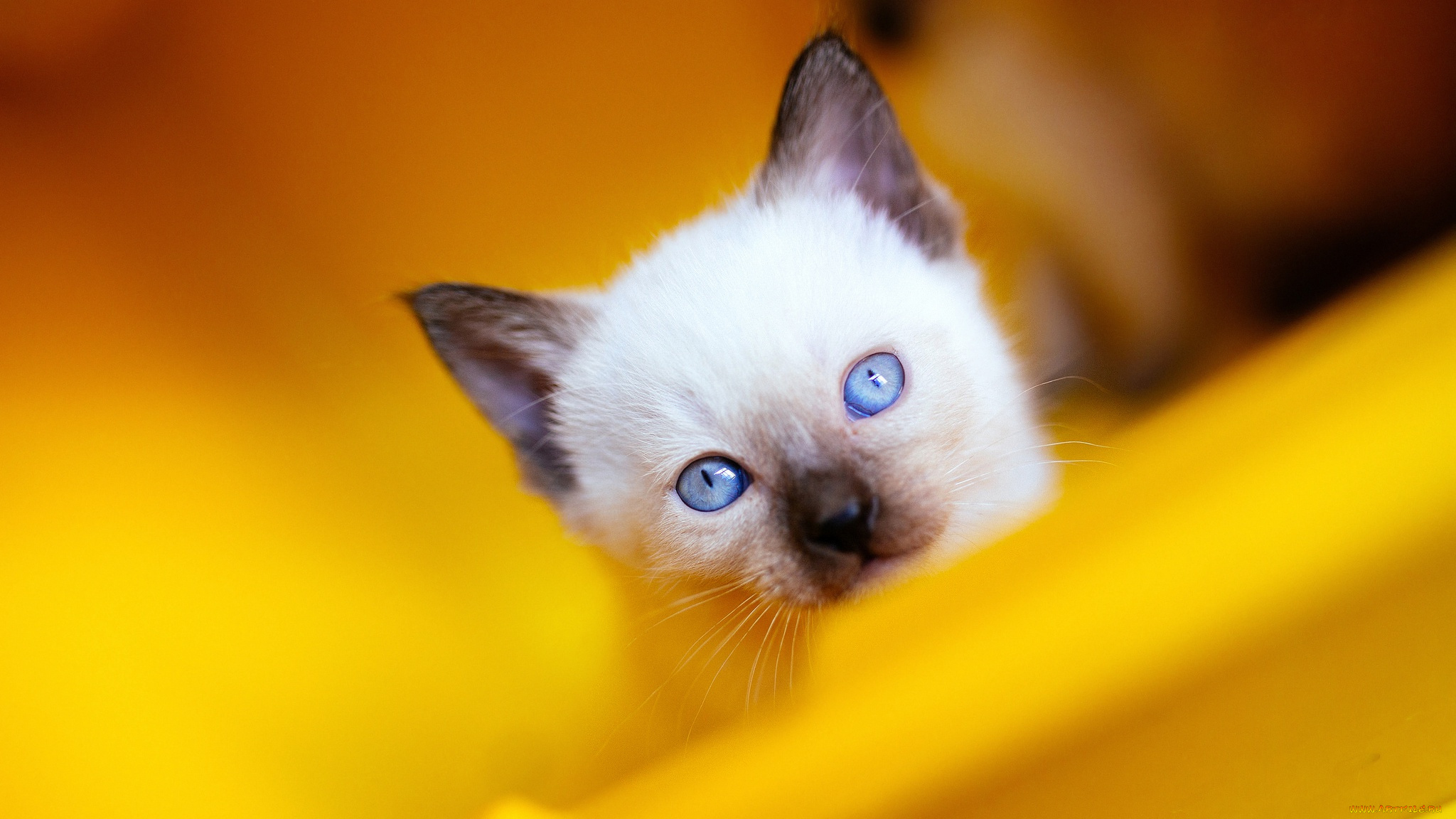 животные, коты, портрет, кот, голубоглазый, кошка, желтый, наискосок, крупный, план, рэгдолл, котенок, котёнок, взгляд, голубые, глаза, фон, милашка, мордашка, сиамский