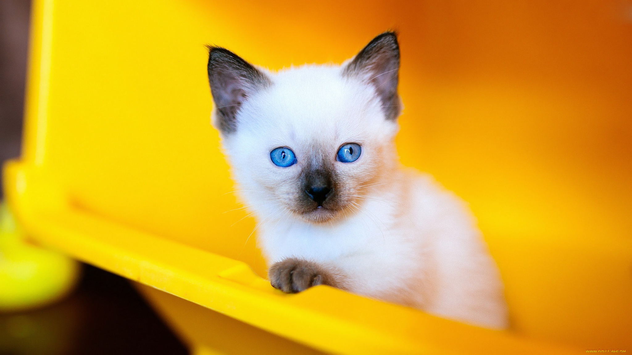 животные, коты, сиамский, голубые, глаза, котёнок, взгляд, кот, милашка, мордашка, котенок, фон, портрет, голубоглазый, кошка, желтый, наискосок, крупный, план, рэгдолл