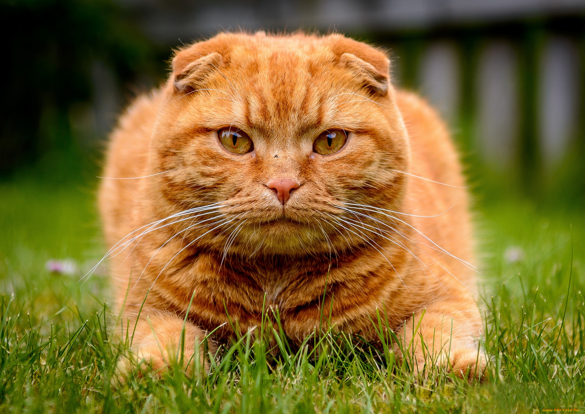 животные, коты, трава, морда, рыжий, кот, котэ, взгляд, шотландская, вислоухая, кошка