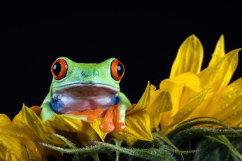 Картинка животные лягушки фон цветок окрас боке