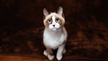 Картинка животные коты котёнок рэгдолл сидит пятна красавчик темный кошка взгляд голубоглазый пятнистый фон голубые глаза ковер мордашка кот милашка носик