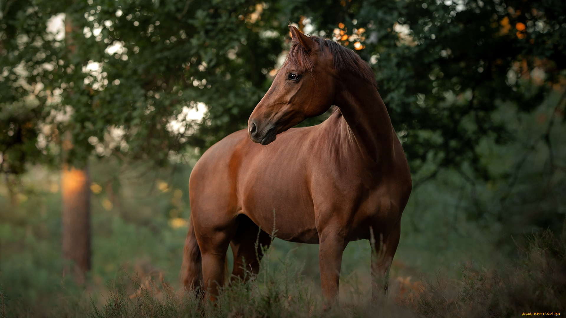 красота, животные, лошади, зелень, лес, лето, взгляд, морда, ветки, природа, поза, конь, листва, лошадь, боке