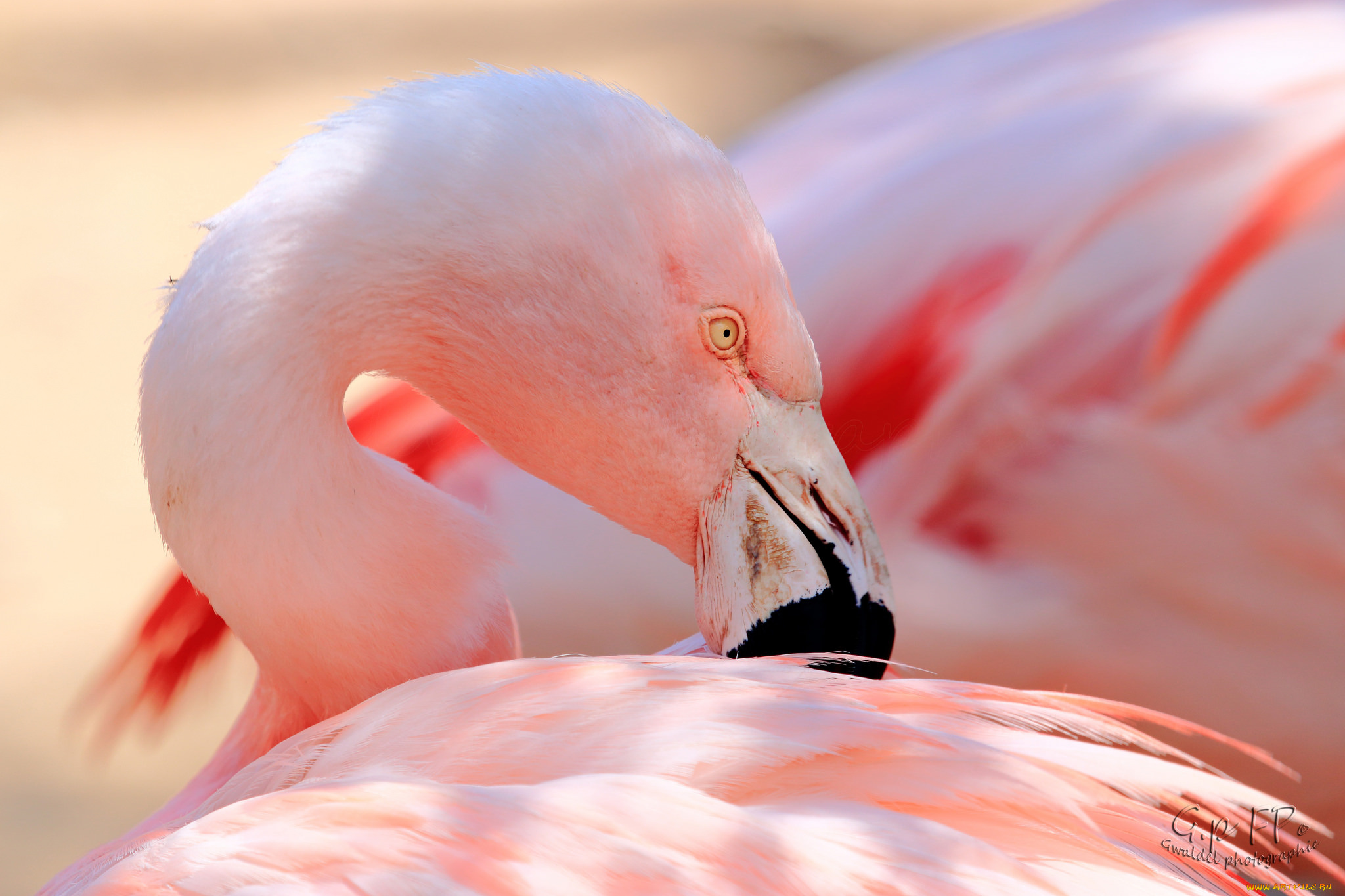 животные, фламинго, клюв, перья, розовый, птица