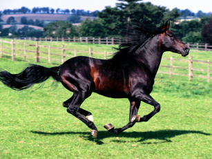 Картинка full stride spanish horse животные лошади
