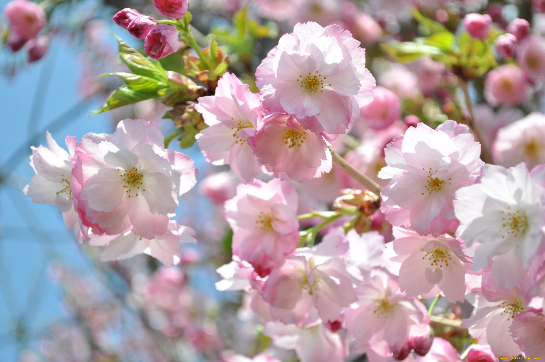 цветы, сакура, вишня, весна, цветение, розовый