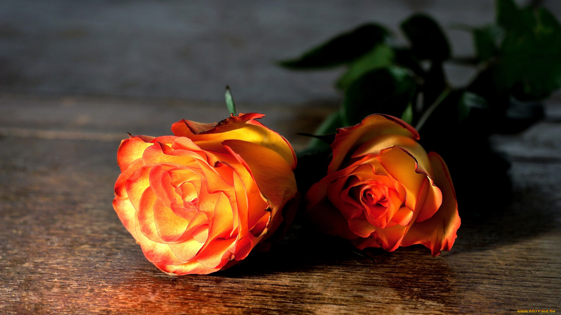 цветы, розы, оранжевый