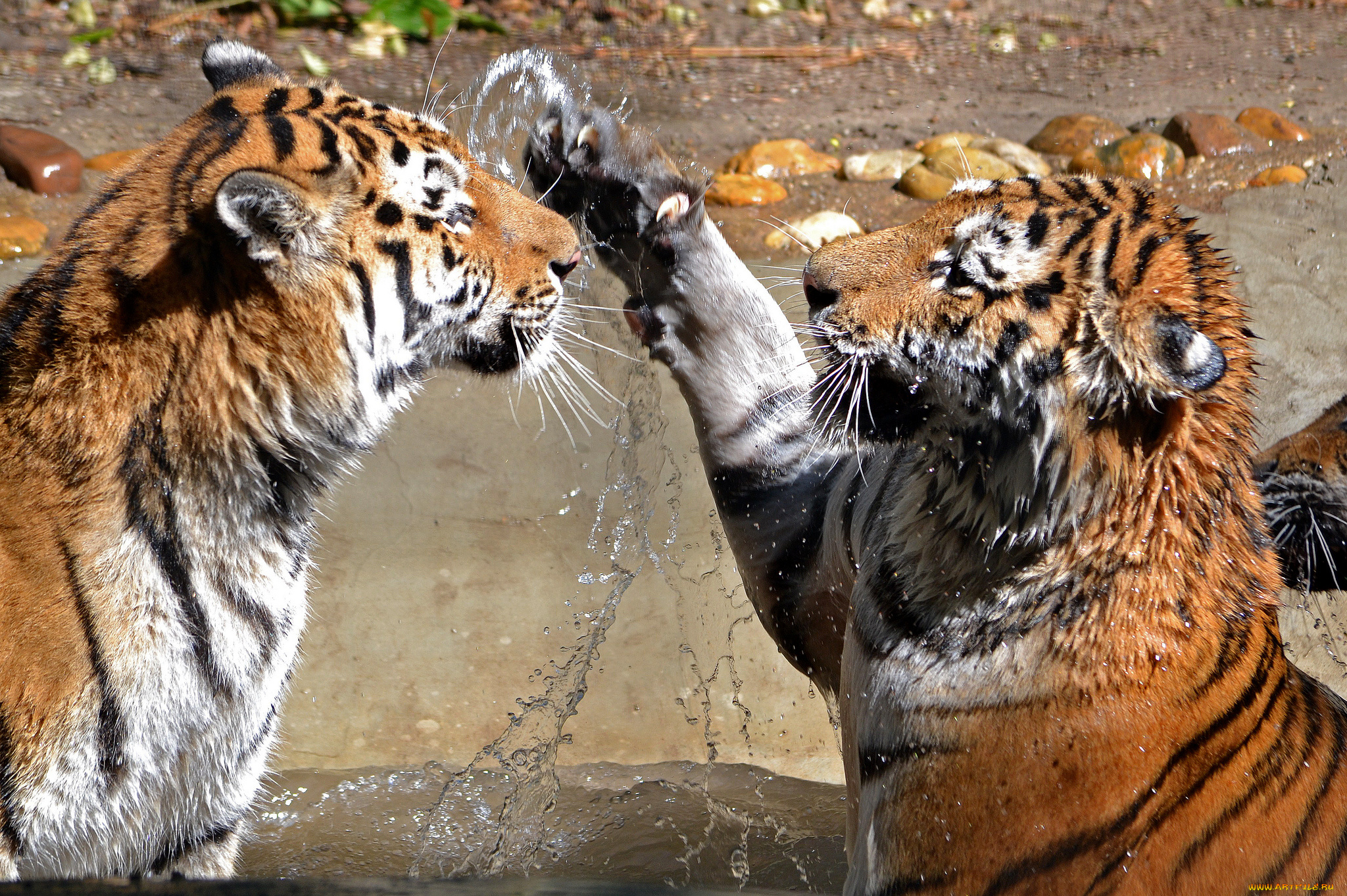 two, tigers, животные, тигры, вода