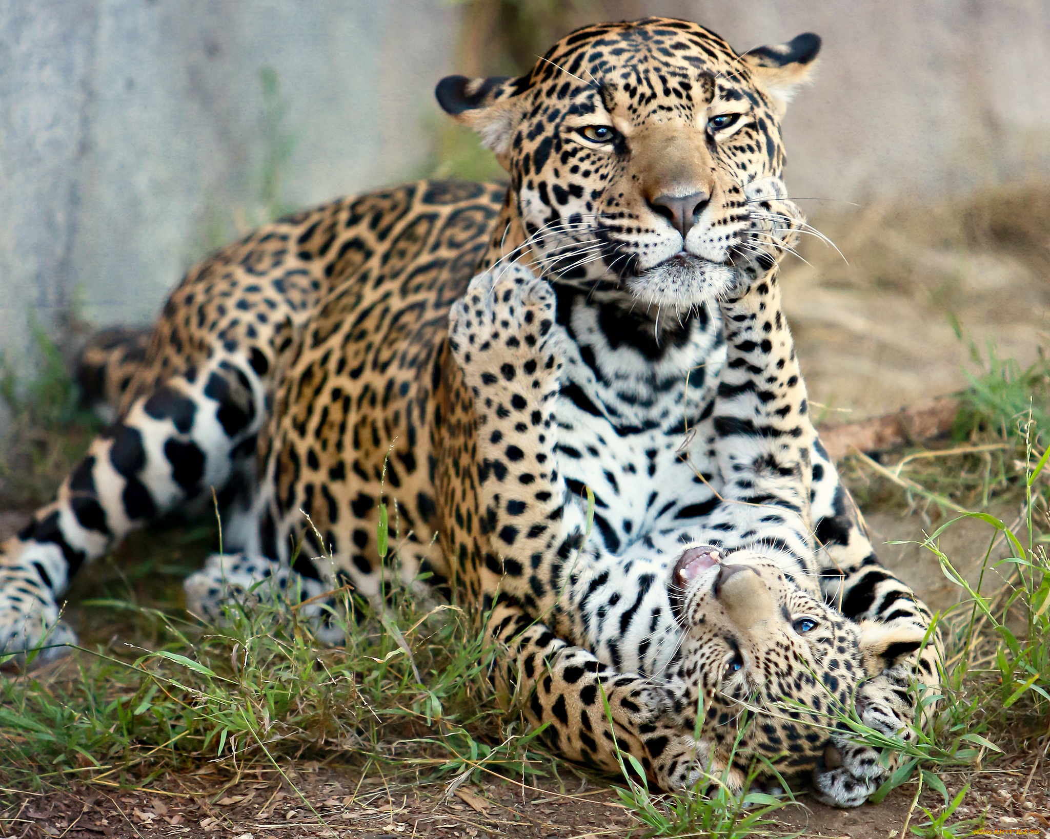 животные, Ягуары, котёнок, детёныш, ягуара, материнство, кошки, хищники