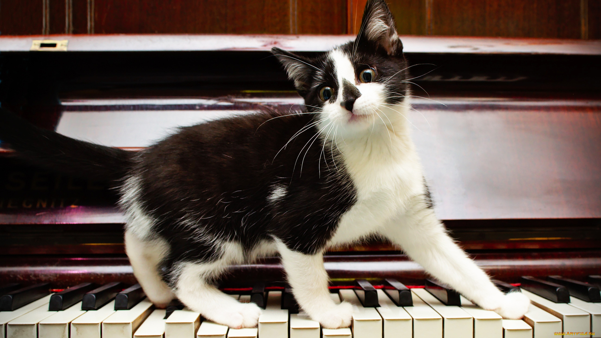 животные, коты, клавиши