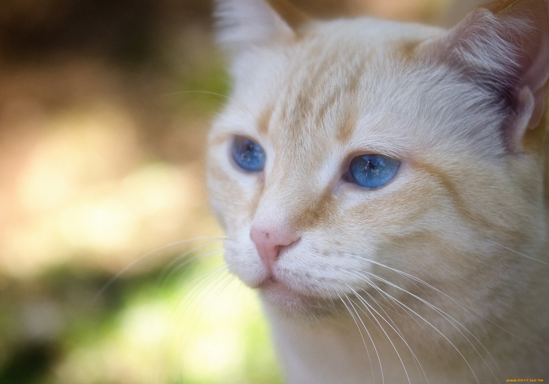 животные, коты, портрет, голубые, глаза, мордочка