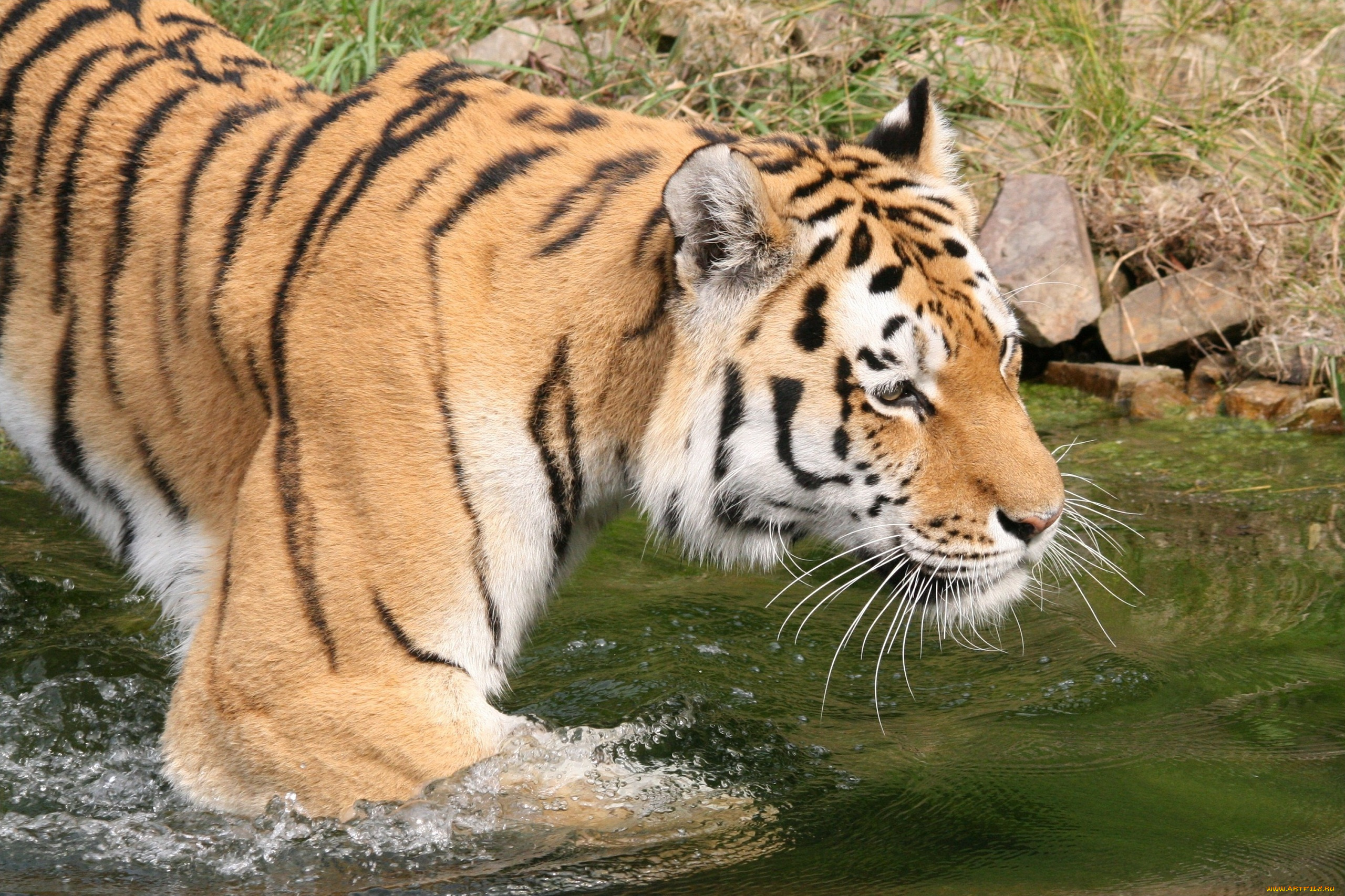 животные, тигры, тигр, вода, купание