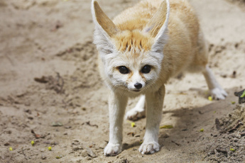 Картинка животные лисы уши фенек песок