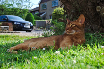 Картинка животные коты дерево трава