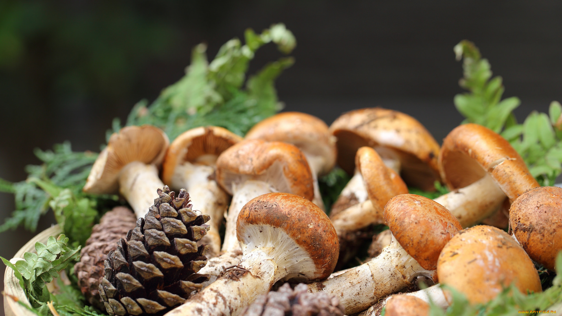 еда, грибы, , грибные, блюда, cones, mushrooms, branches, шишки, ветки