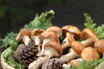 Картинка еда грибы +грибные+блюда cones mushrooms branches шишки ветки