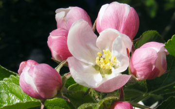 Картинка цветы цветущие+деревья+ +кустарники яблоня ветка