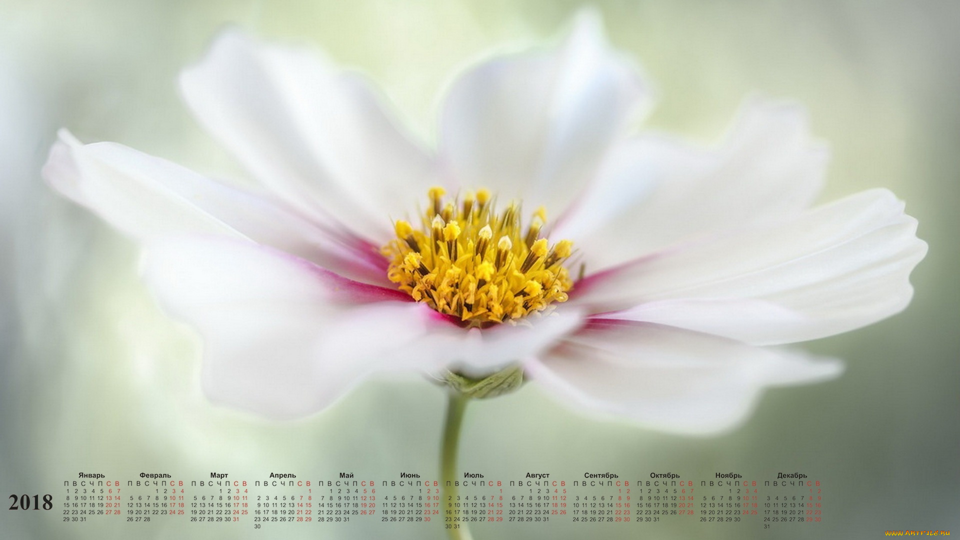 календари, цветы, белый, цвет