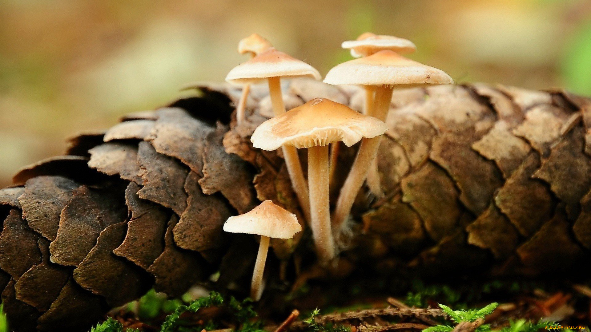природа, грибы, грибная, семейка