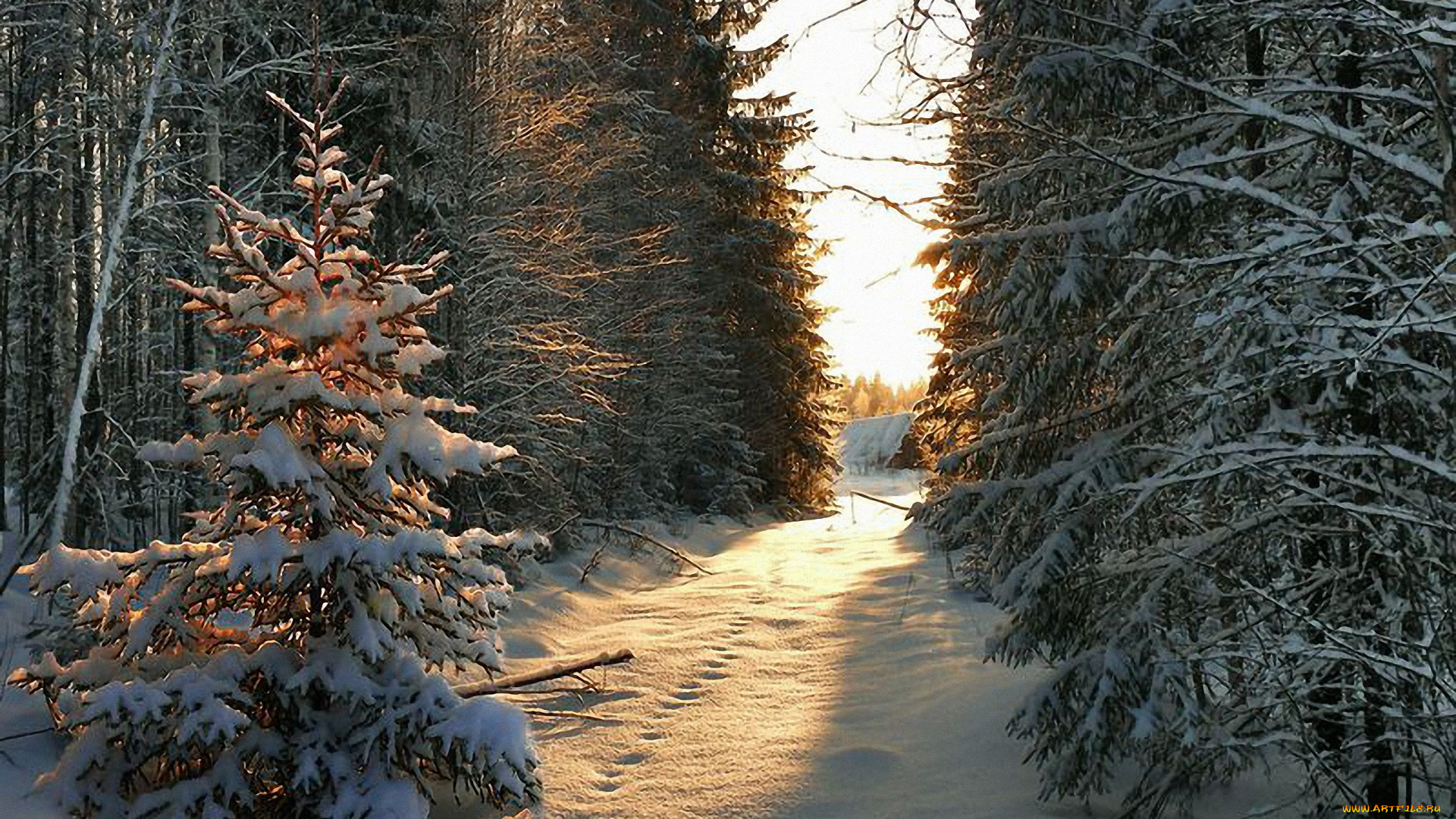 природа, зима, снег, елки