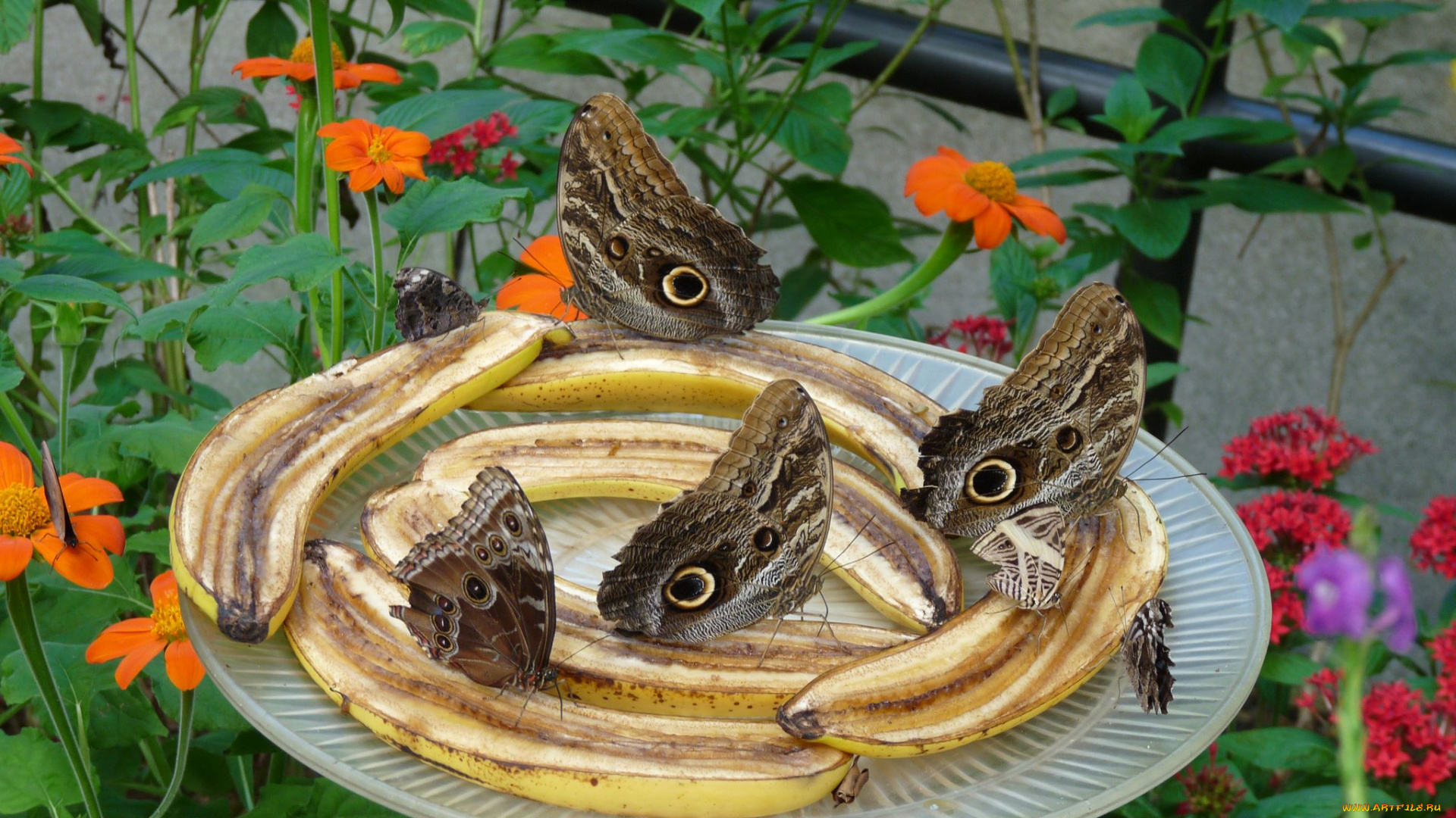 животные, бабочки, butterfly