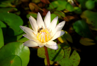 Картинка цветы лилии водяные нимфеи кувшинки белый пчела