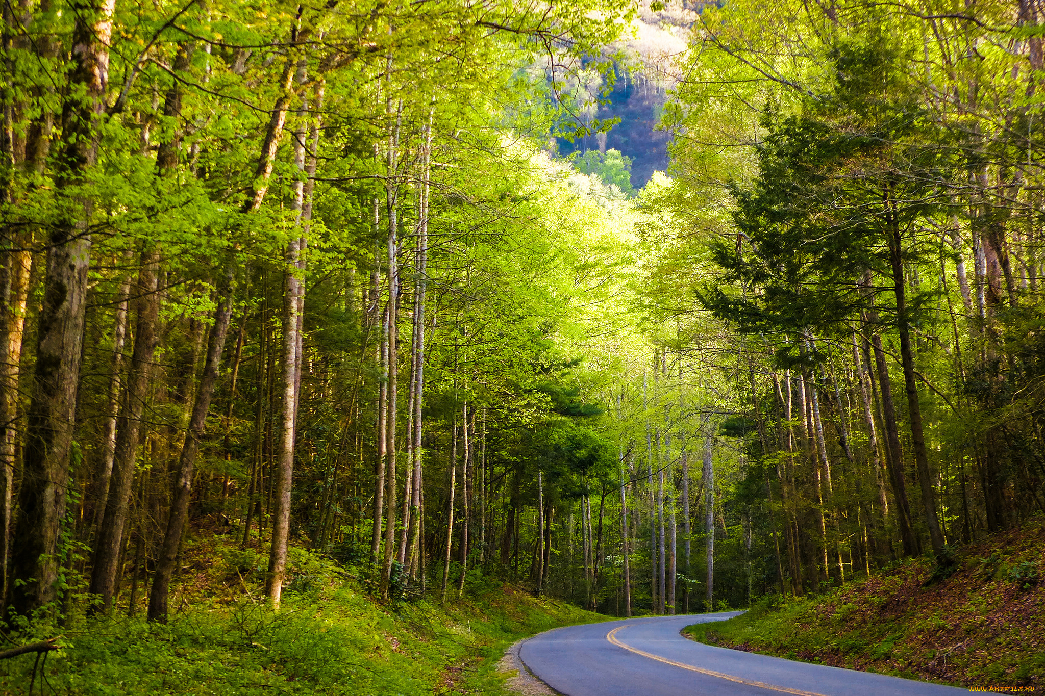 природа, дороги, шоссе, лес