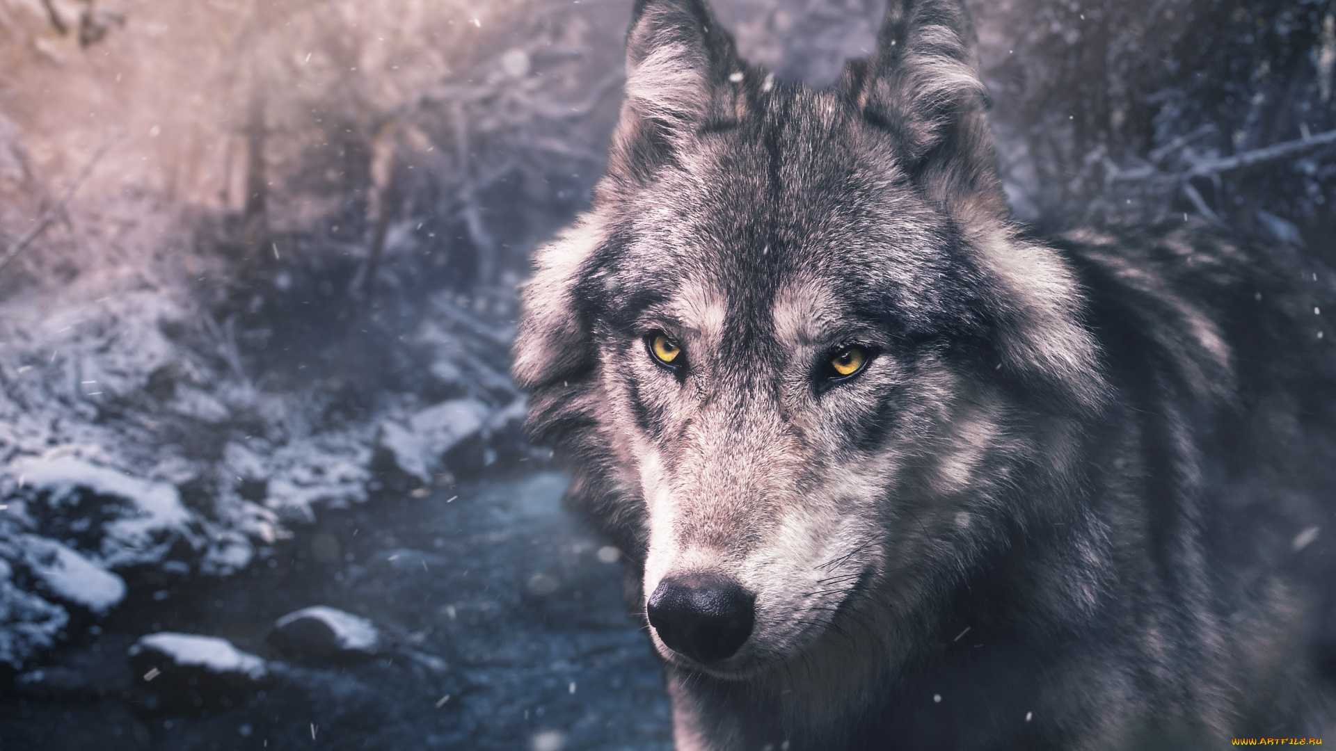 животные, волки, , койоты, , шакалы, красавец, портрет, волк, серый, природа, снег, морда, взгляд, глаза, лес, зима