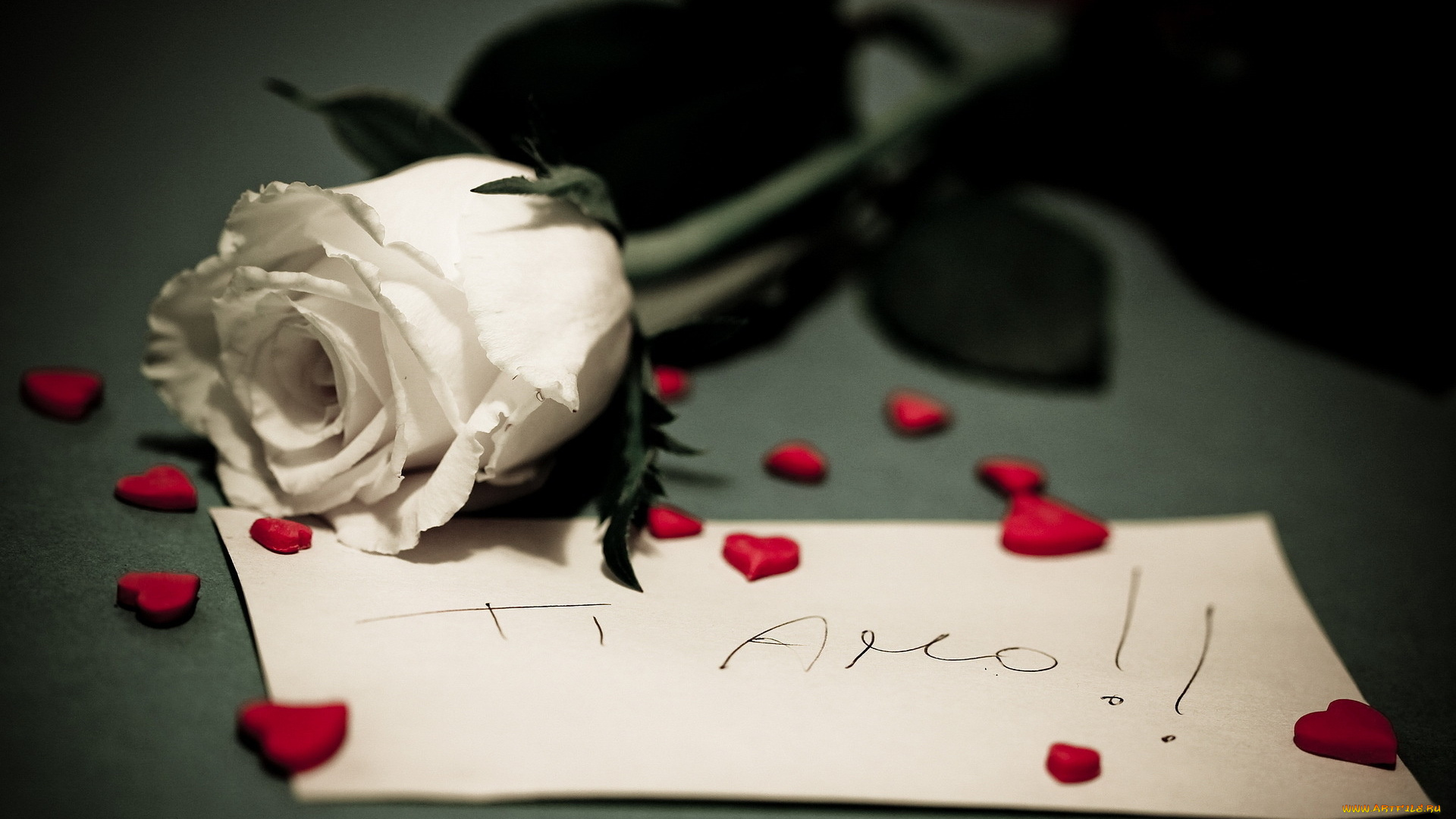 цветы, розы, роза, сердечки, записка, признание