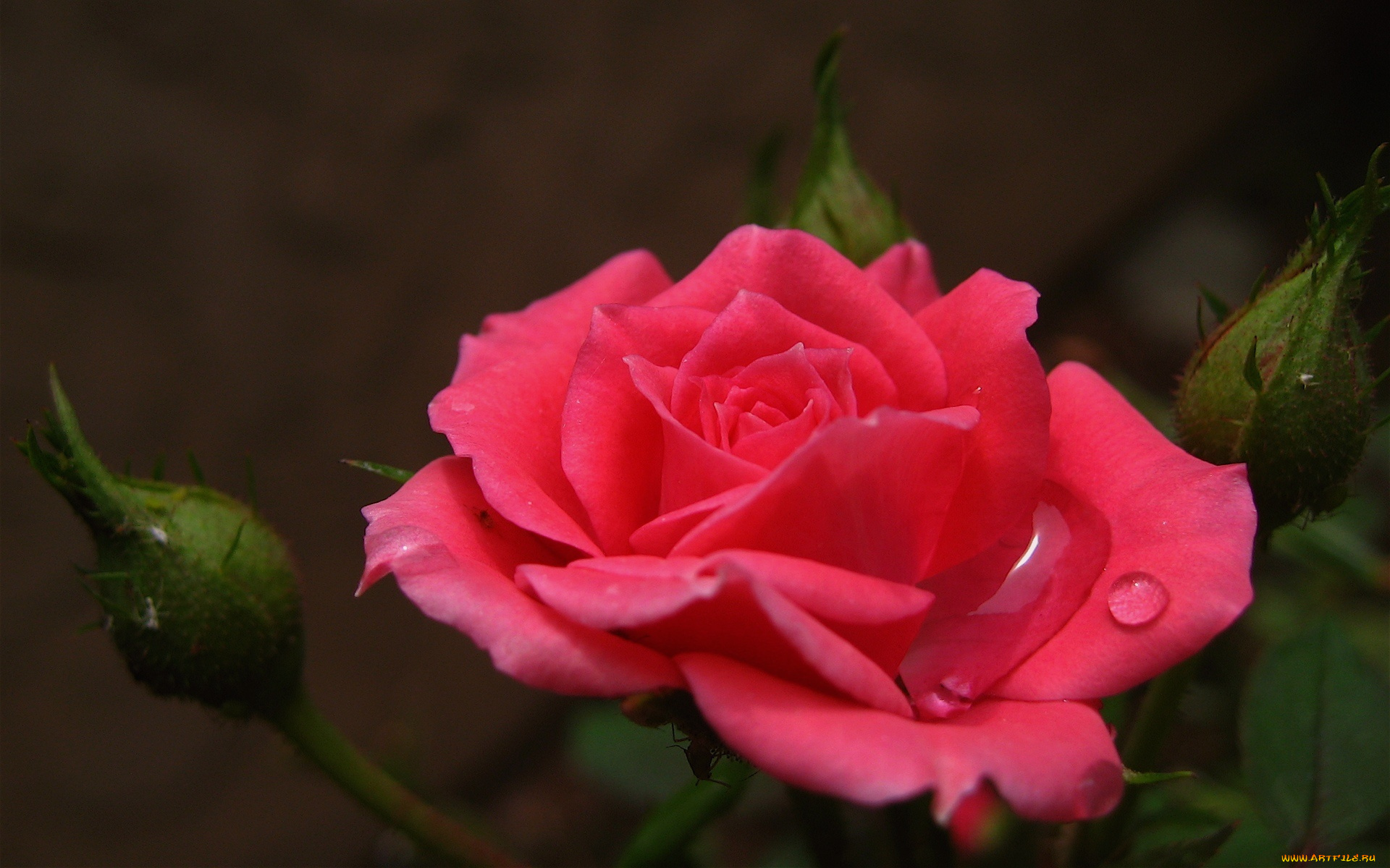 цветы, розы, розовый, бутоны, капли