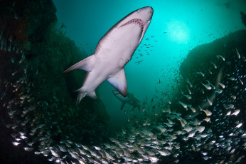 Картинка животные акулы глубина акула океан
