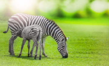 Картинка животные зебры мама солнце трава жеребенок