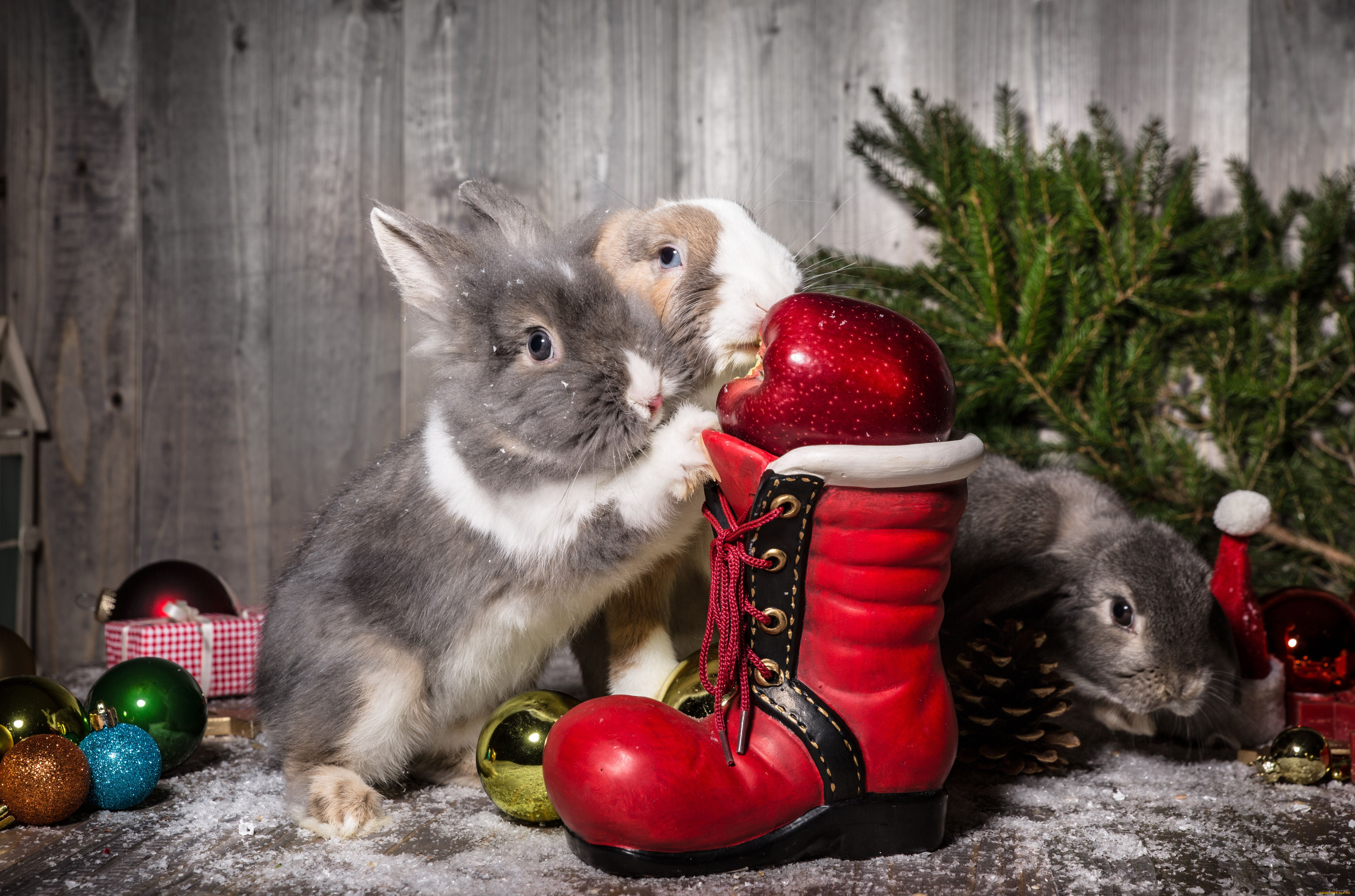 животные, кролики, , зайцы, новый, год, шарики, яблоко, ботинок