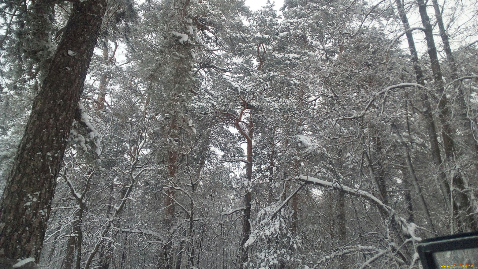 зимний, лес, природа, зима, зимний, лес