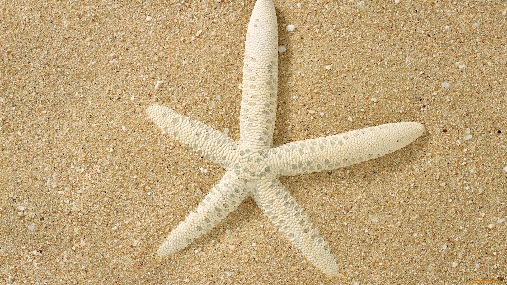 животные, морские, звёзды, песок, белая, поверхность, макро, морская, звезда