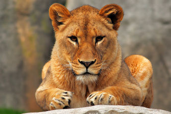 Картинка животные львы львёнок лев