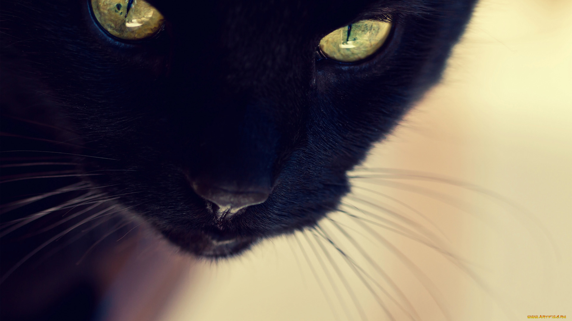 животные, коты, черный, кот, морда, глаза