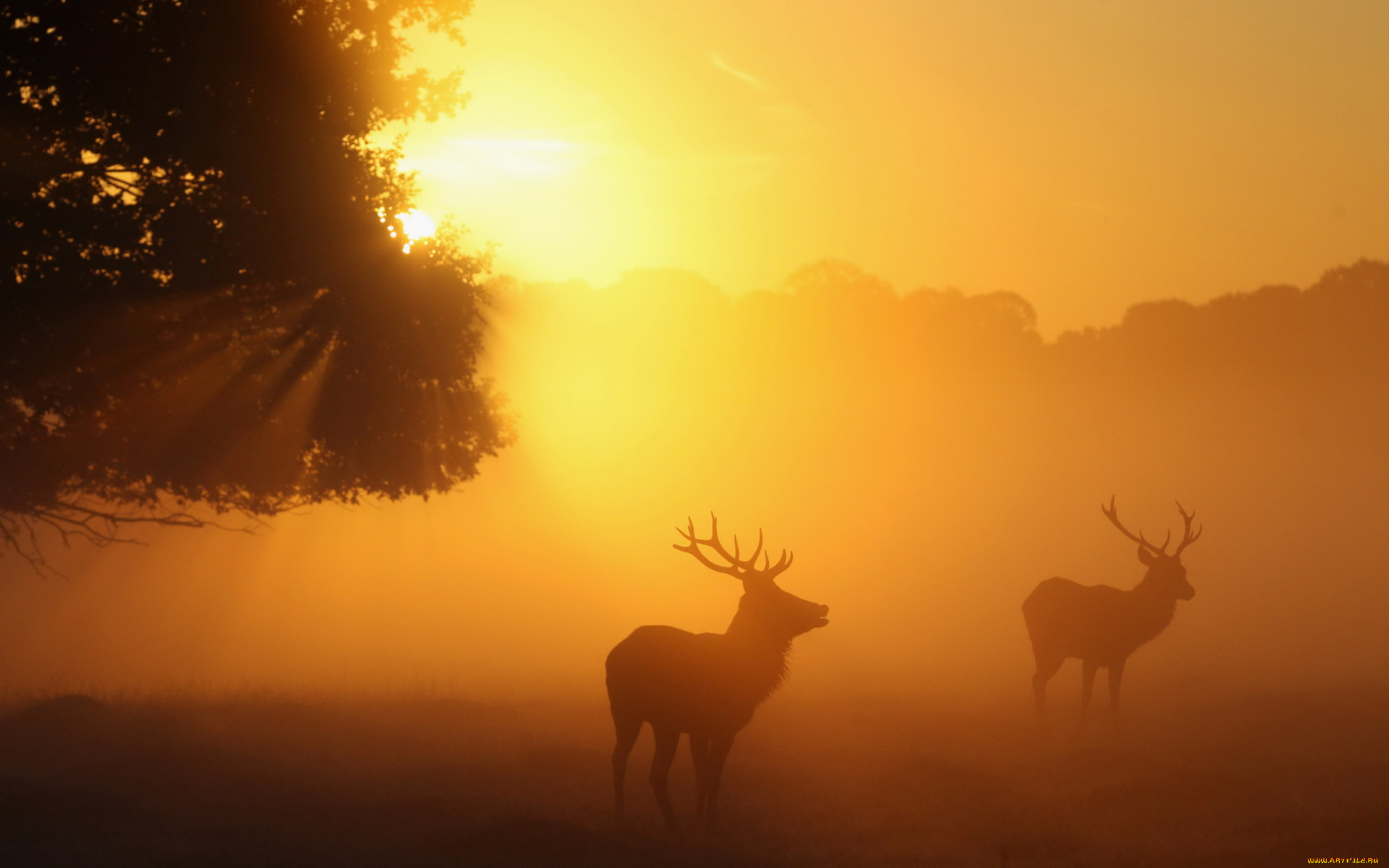 животные, олени, туман, восход